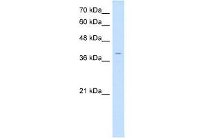 LSAMP antibody used at 1 ug/ml to detect target protein. (LSAMP antibody  (N-Term))