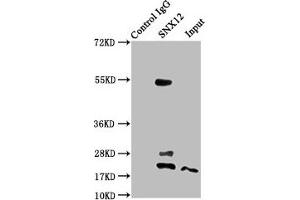Immunoprecipitating SNX12 in A549 whole cell lysate Lane 1: Rabbit control IgG instead of ABIN7170348 in A549 whole cell lysate. (SNX12 antibody  (AA 2-172))
