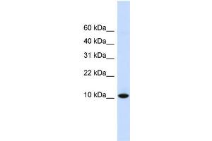 WB Suggested Anti-DDT Antibody Titration:  0. (DDT antibody  (N-Term))