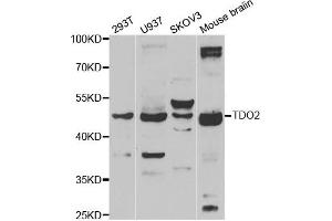 Western blot analysis of extracts of various cell lines, using TDO2 antibody. (TDO2 antibody)