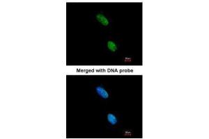 ICC/IF Image Immunofluorescence analysis of paraformaldehyde-fixed HeLa, using LOC727787, antibody at 1:200 dilution. (KIR3DL2 antibody  (C-Term))