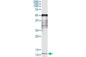 Immunoprecipitation of SAA4 transfected lysate using anti-SAA4 monoclonal antibody and Protein A Magnetic Bead , and immunoblotted with SAA4 MaxPab rabbit polyclonal antibody. (SAA4 antibody  (AA 1-130))