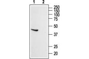 Western blot analysis of rat brain lysate: - 1. (SSTR5 antibody  (Extracellular, N-Term))