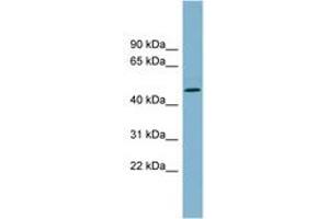 Image no. 1 for anti-Tryptophan 2,3-Dioxygenase (TDO2) (AA 71-120) antibody (ABIN6743385) (TDO2 antibody  (AA 71-120))