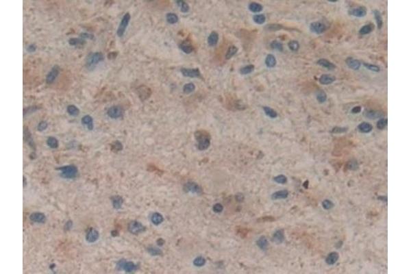 HMGCS1 antibody  (AA 293-467)