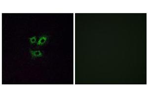 Immunofluorescence analysis of A549 cells, using OR2Y1 antibody. (OR2Y1 antibody  (Internal Region))