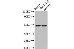 Western Blot Positive WB detected in: Mouse heart tissue, Mouse skeletal muscle tissue All lanes: CD36 antibody at 2 μg/mL Secondary Goat polyclonal to rabbit IgG at 1/50000 dilution Predicted band size: 54, 33, 49, 47 kDa Observed band size: 49 kDa (CD36 antibody  (AA 191-376))