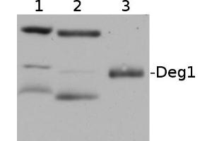 From left to right: Pisum sativum thylakoid fraction (1), Arabidopsis thaliana thylakoid fraction (2), Recombinant Deg1 expressed in E. (Chloroplastic Degp-Type Serine Protease 1 (Deg1) antibody)