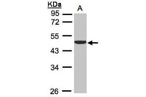 Image no. 2 for anti-Creatine Kinase, Brain (CKB) (AA 66-179) antibody (ABIN467367) (CKB antibody  (AA 66-179))