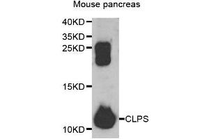 Western blot analysis of extracts of mouse pancreas, using CLPS antibody.