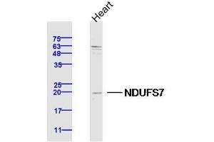 Lane 1: Mouse Heart lysates probed with NDUFS7 Polyclonal Antibody, Unconjugated  at 1:300 overnight at 4˚C. (NDUFS7 antibody  (AA 101-160))