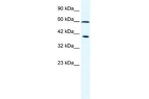 WB Suggested Anti-MCM7 Antibody Titration:  2. (MCM7 antibody  (N-Term))