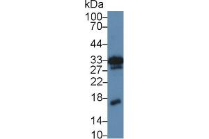 Western Blot; Sample: Mouse Kidney lysate; Primary Ab: 5µg/ml Rabbit Anti-Mouse MK Antibody Second Ab: 0. (Midkine antibody  (AA 22-140))