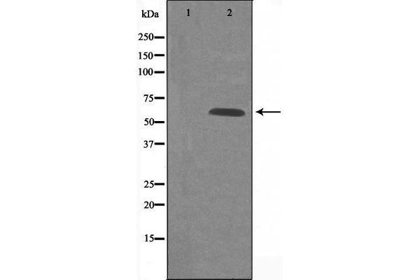 GPR101 antibody  (Internal Region)