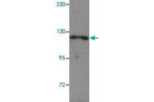 Western blot analysis of NLRP13 in K-562 cell lysate with NLRP13 polyclonal antibody  at 1 ug/mL. (NLRP13 antibody  (N-Term))