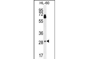 NTF3 Antibody (Center) (ABIN392182 and ABIN2841893) western blot analysis in HL-60 cell line lysates (35 μg/lane). (Neurotrophin 3 antibody  (AA 122-151))