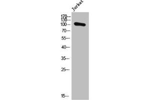 Western Blot analysis of Jurkat cells using PMS1 Polyclonal Antibody (PMS1 antibody  (Internal Region))