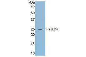 APOA4 antibody  (AA 135-281)