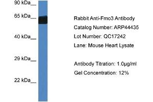 Western Blotting (WB) image for anti-Flavin Containing Monooxygenase 3 (FMO3) (Middle Region) antibody (ABIN2781863) (FMO3 antibody  (Middle Region))