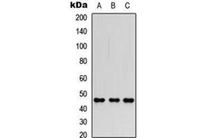 Western blot analysis of FOXP3 expression in HEK293T (A), Raw264. (FOXP3 antibody  (Center))