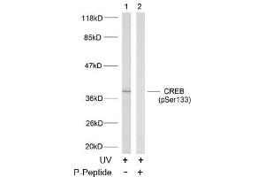 Image no. 2 for anti-cAMP Responsive Element Binding Protein 1 (CREB1) (pSer133) antibody (ABIN196704) (CREB1 antibody  (pSer133))