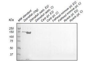 Vitellogenin antibody