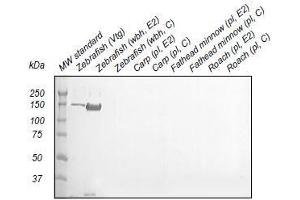 Western Blotting (WB) image for anti-Vitellogenin (VTG) antibody (ABIN123821) (Vitellogenin antibody)