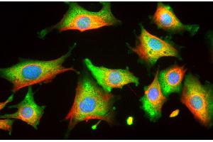 Rat 3T3 cells stained with ENO1 / Alpha Enolase antibody (green) and counterstained with chicken polyclonal antibody to vimentin (red) and DNA (blue). (ENO1 antibody)