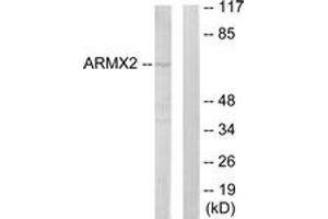 Western blot analysis of extracts from 293 cells, using ARMCX2 Antibody. (ARMCX2 antibody  (AA 321-370))