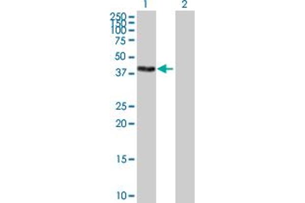 ZSCAN16 antibody  (AA 1-348)