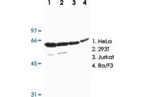 Western blot analysis of HDAC2 polyclonal antibody  . (HDAC2 antibody  (C-Term))