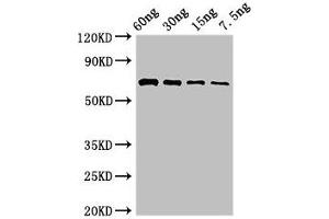 Western Blot Positive WB detected in Recombinant protein All lanes: pvdA antibody at 2. (PvdA (AA 1-443) antibody)