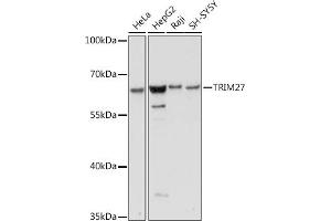 Western blot analysis of extracts of various cell lines, using TRIM27 antibody (ABIN7269922) at 1:1000 dilution.