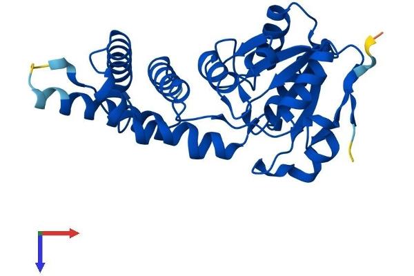 MASA Protein (AA 1-261) (His tag)