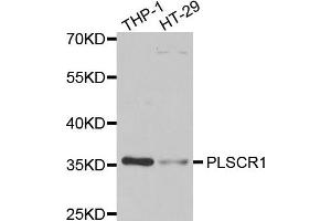 Western blot analysis of extracts of THP1 and HT29 cell lines, using PLSCR1 antibody. (PLSCR1 antibody)