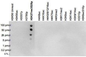 A Dot Blot analysis was performed to test the cross reactivity of H3K27me3S28p polyclonal antibody  with peptides containing other modifications of histone H3 and H4 and with peptides containing unmodified sequences from histone H3. (Histone 3 antibody  (H3K27me3, pSer10))