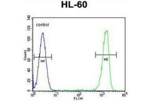 Flow cytometric analysis of HL-60 cells using ITIH1 / IGHEP1 Antibody (Center) Cat. (ITIH1 antibody  (Middle Region))