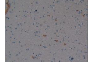 Immunohistochemistry (IHC) image for anti-Erythropoietin (EPO) (AA 28-193) antibody (ABIN7443833)