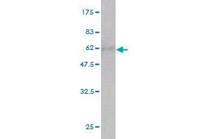 Western Blot detection against Immunogen (54. (CA1 antibody  (AA 1-261))