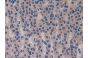 Immunohistochemistry (IHC) image for anti-Fibroblast Growth Factor 15 (FGF15) (AA 25-218) antibody (ABIN7444049)