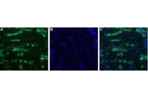 Expression of NaV1. (SCN11A antibody  (C-Term, Intracellular))