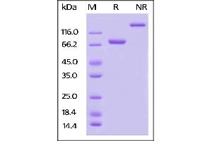 Image no. 1 for Poliovirus Receptor-Related 2 (Herpesvirus Entry Mediator B) (PVRL2) (AA 32-360) (Active) protein (Fc Tag,AVI tag,Biotin) (ABIN5526673)