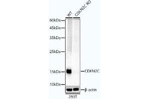 Western blot analysis of extracts from wild type(WT) and CDKN2C knockout (KO) 293T cells, using CDKN2C antibody  at 1:1000 dilution. (CDKN2C antibody)