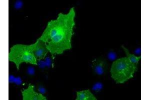 Anti-BTN1A1 mouse monoclonal antibody (ABIN2452846) immunofluorescent staining of COS7 cells transiently transfected by pCMV6-ENTRY BTN1A1 (RC223852). (BTN1A1 antibody)
