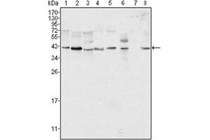 Western Blotting (WB) image for anti-Mitogen-Activated Protein Kinase 1 (MAPK1) antibody (ABIN1107133) (ERK2 antibody)