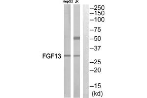 Western blot analysis of extracts from Jurkat cells and HepG2 cells, using FGF13 antibody. (FGF13 antibody  (Internal Region))