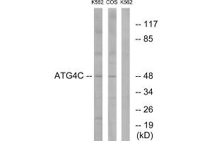 Western blot analysis of extracts from K562 cells and COS7 cells, using ATG4C antibody. (ATG4C antibody  (N-Term))