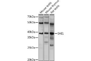 Western blot analysis of extracts of various cell lines, using S Rabbit mAb (ABIN7270633) at 1:1000 dilution.