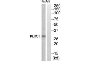 Western blot analysis of extracts from HepG2 cells, using KLRC1 antibody.