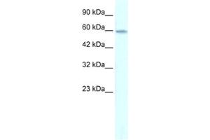 Western Blotting (WB) image for anti-Zinc Finger Protein 543 (ZNF543) antibody (ABIN2460385) (ZNF543 antibody)